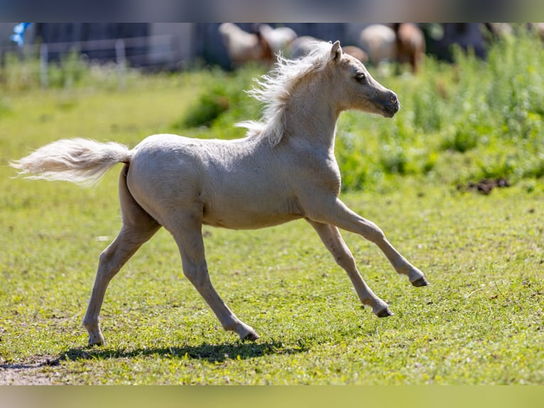 Amerikansk miniatyrhäst Hingst Föl (04/2024) 85 cm Palomino in Gardelegen