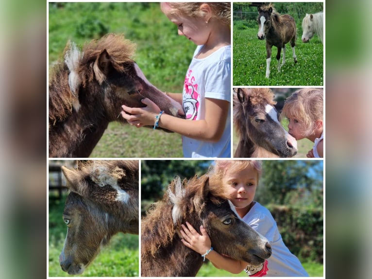 Amerikansk miniatyrhäst Hingst Föl (01/2024) in Söhlde