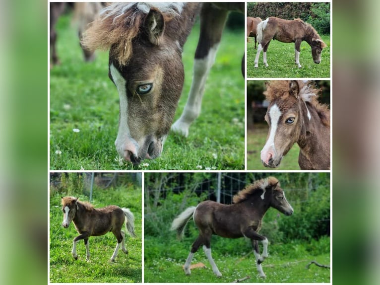 Amerikansk miniatyrhäst Hingst Föl (01/2024) in Söhlde