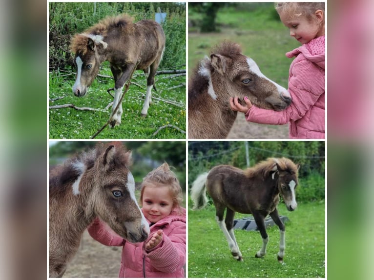 Amerikansk miniatyrhäst Hingst Föl (01/2024) in Söhlde