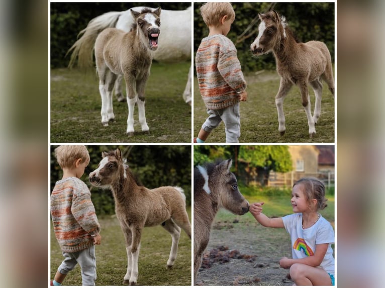 Amerikansk miniatyrhäst Hingst Föl (01/2024) in Söhlde