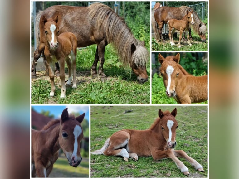 Amerikansk miniatyrhäst Hingst Föl (01/2024) Tovero-skäck-alla-färger in Söhlde