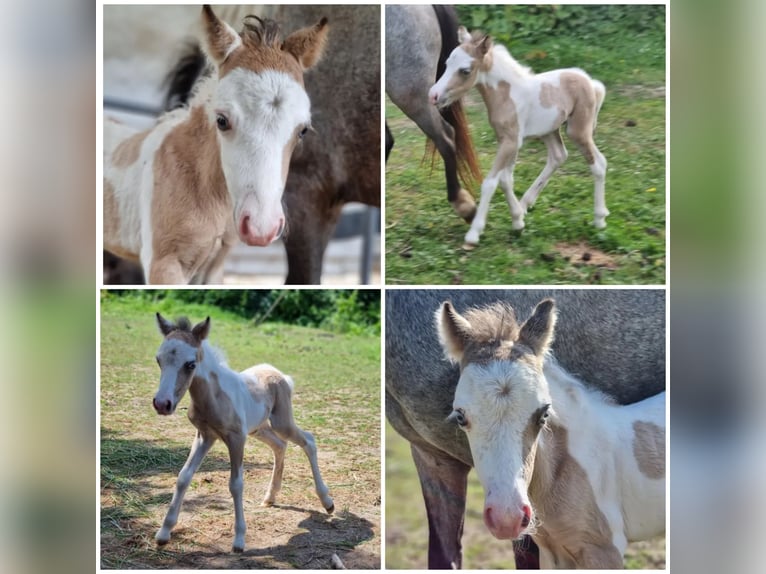 Amerikansk miniatyrhäst Hingst Föl (01/2024) Tovero-skäck-alla-färger in Söhlde