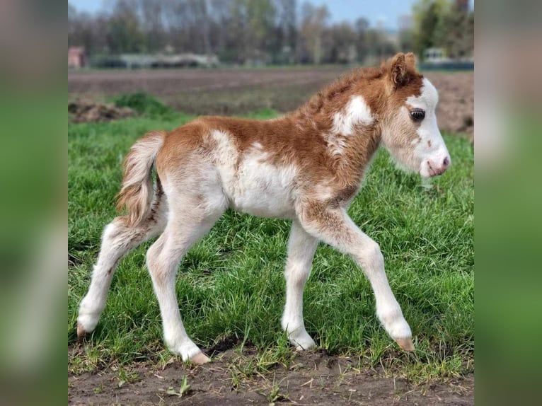 Amerikansk miniatyrhäst Hingst Föl (01/2024) Tovero-skäck-alla-färger in Söhlde