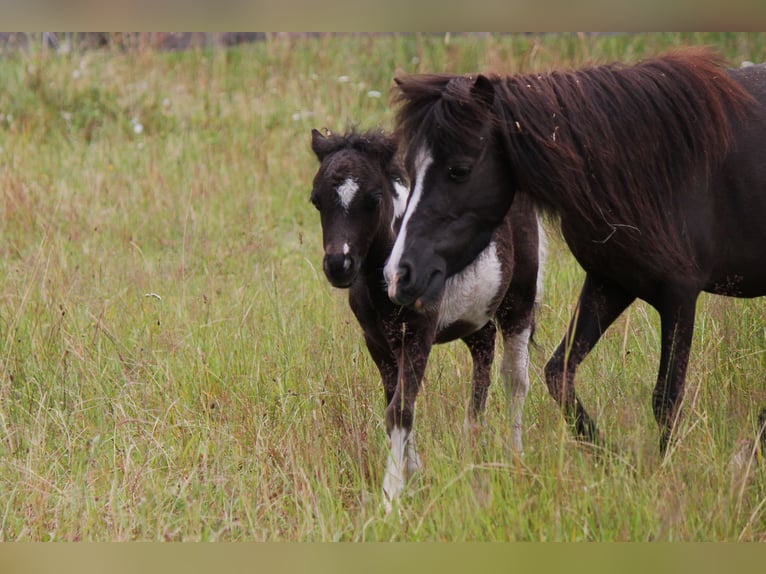 Amerikansk miniatyrhäst Hingst Föl (01/2024) in Kleinwallstadt