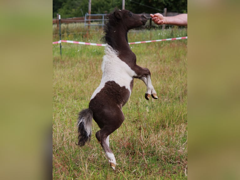 Amerikansk miniatyrhäst Hingst Föl (01/2024) in Kleinwallstadt