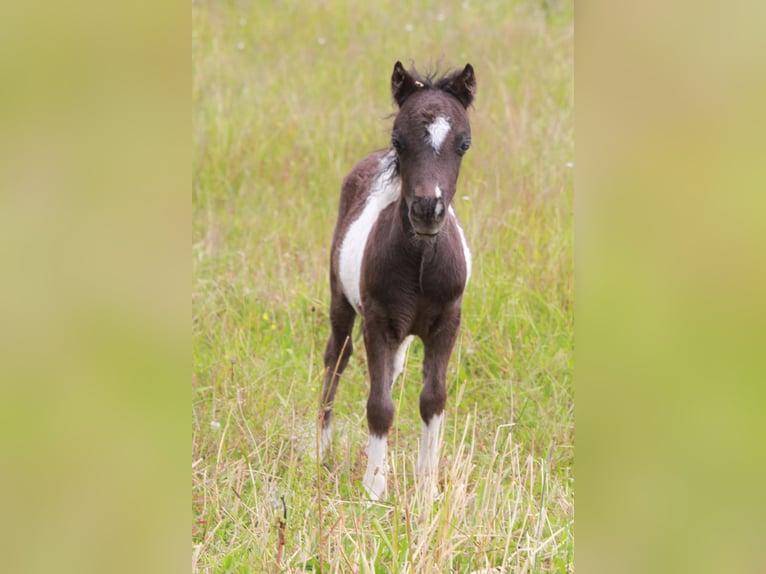 Amerikansk miniatyrhäst Hingst Föl (01/2024) in Kleinwallstadt