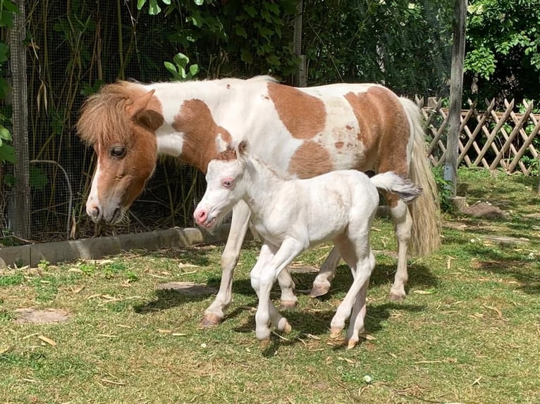 Amerikansk miniatyrhäst Hingst Tobiano-skäck-alla-färger in Hohenhameln