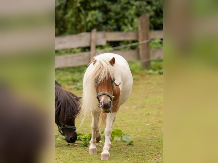 Amerikansk miniatyrhäst Sto 11 år 85 cm Cremello in Eging am See