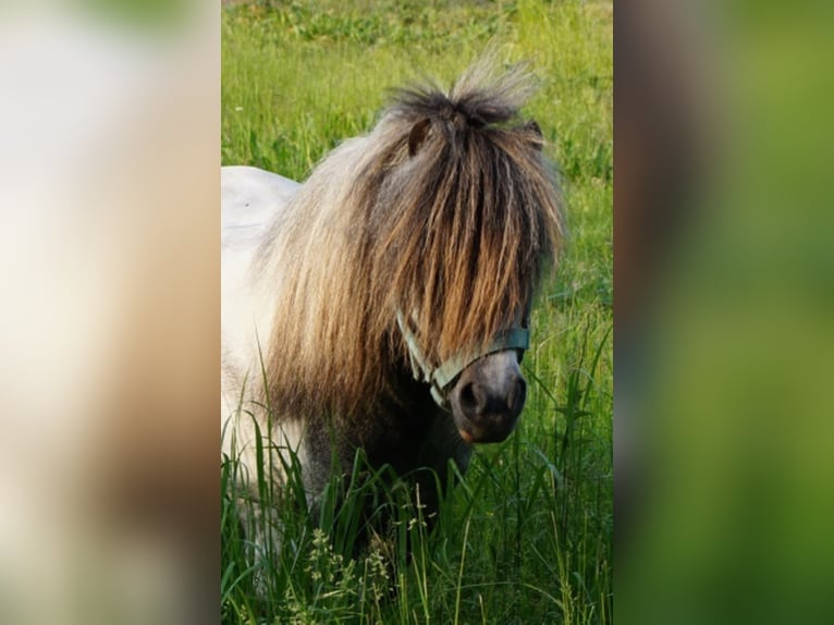 Amerikansk miniatyrhäst Valack 13 år Grå in Reichenwalde