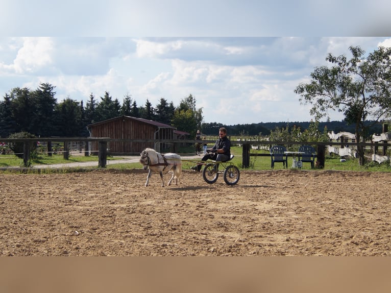 Amerikansk miniatyrhäst Valack 13 år Grå in Reichenwalde
