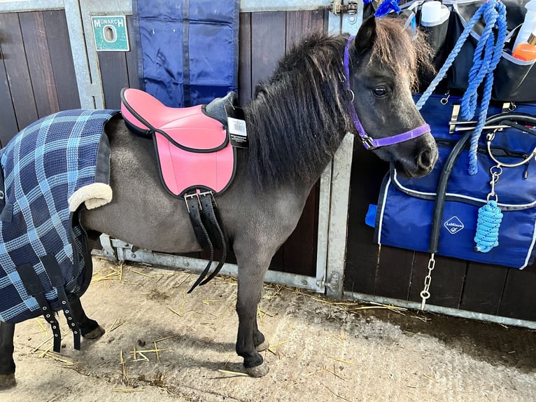 Amerikansk miniatyrhäst Valack 5 år 81 cm Svart in Cheltenham