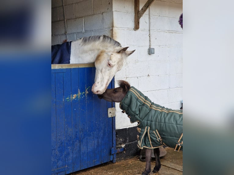 Amerikansk miniatyrhäst Valack 5 år 81 cm Svart in Cheltenham