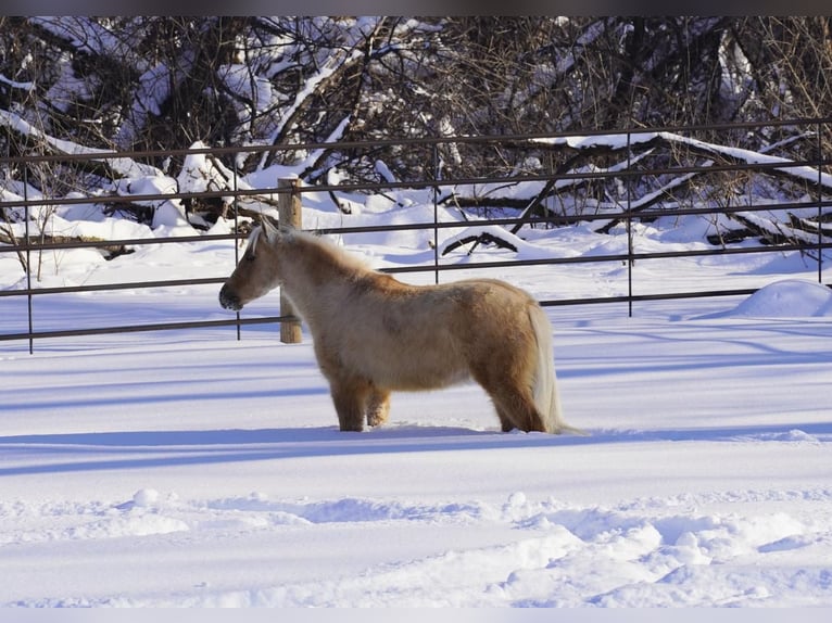 Amerikansk miniatyrhäst Valack 5 år 97 cm Isabellblack in Valley Springs, SD