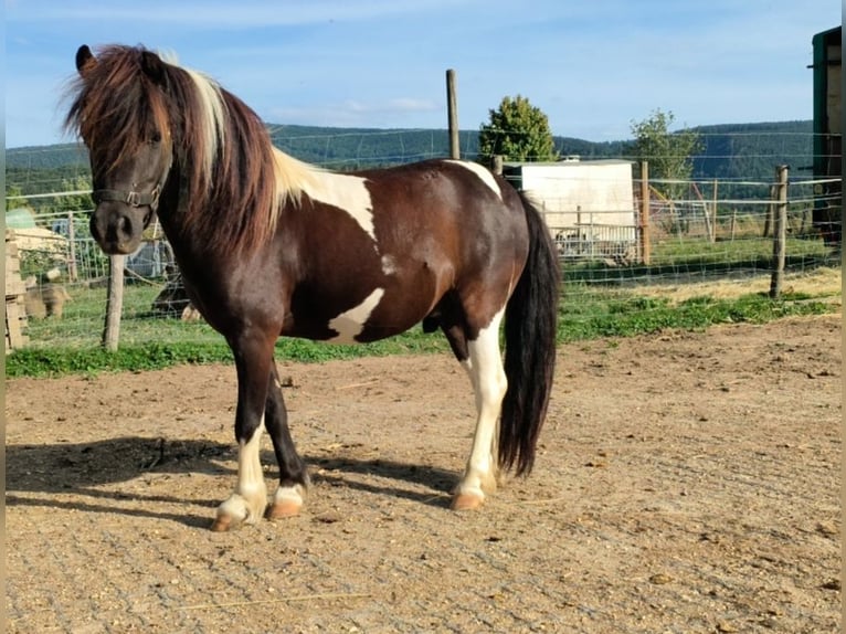 Amerikansk miniatyrhäst Valack 7 år 90 cm Pinto in Rodersdorf