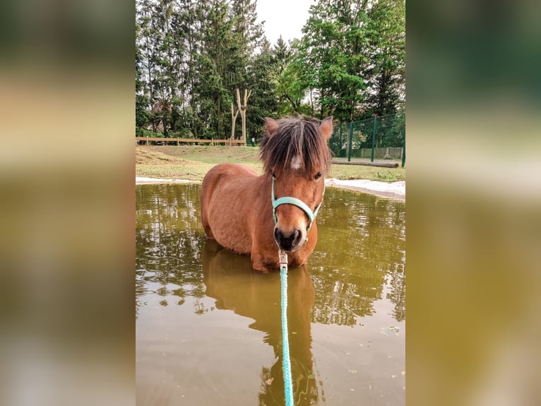 Amerikansk miniatyrhäst Valack 8 år 88 cm Brun in Möckern