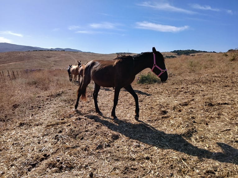 Amerikansk ponny Blandning Hingst 2 år 157 cm Svart in Jimena de la Frontera