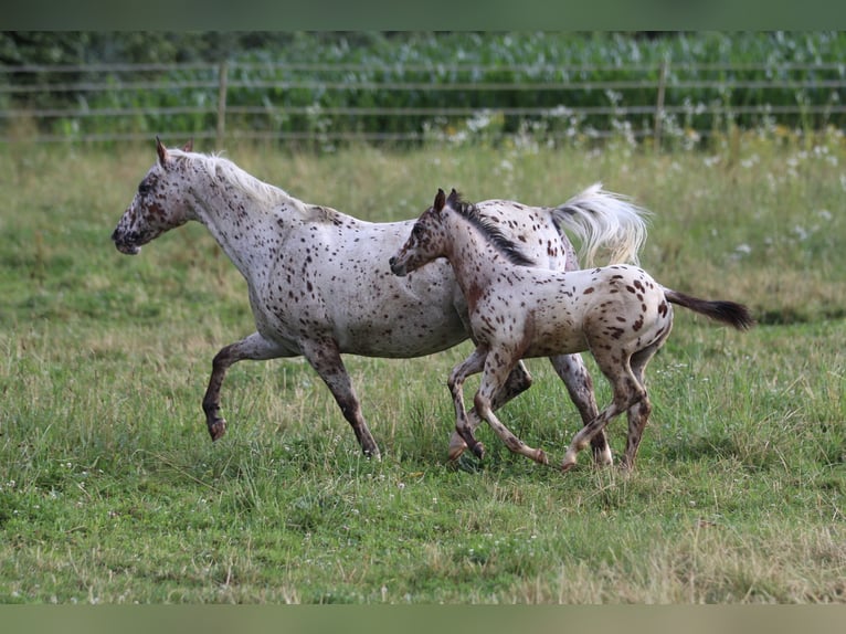 Amerikansk ponny Hingst Föl (04/2024) 130 cm Leopard-Piebald in Waldshut-Tiengen