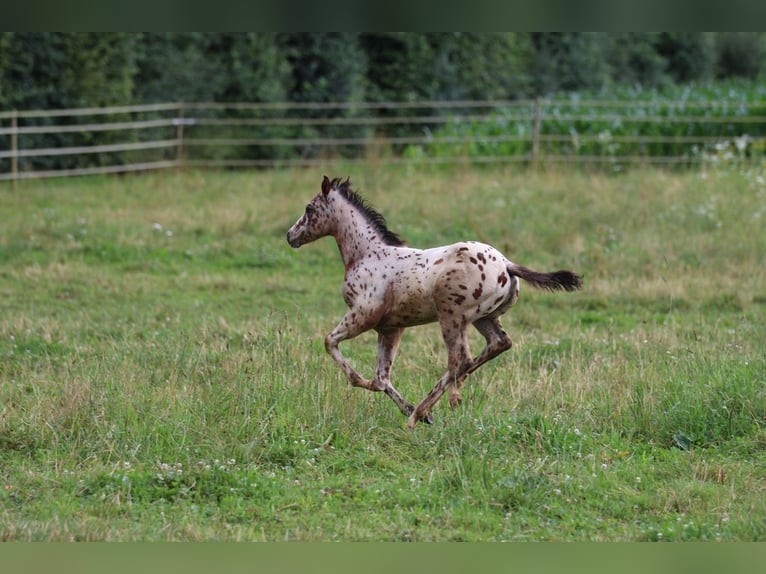 Amerikansk ponny Hingst Föl (04/2024) 130 cm Leopard-Piebald in Waldshut-Tiengen