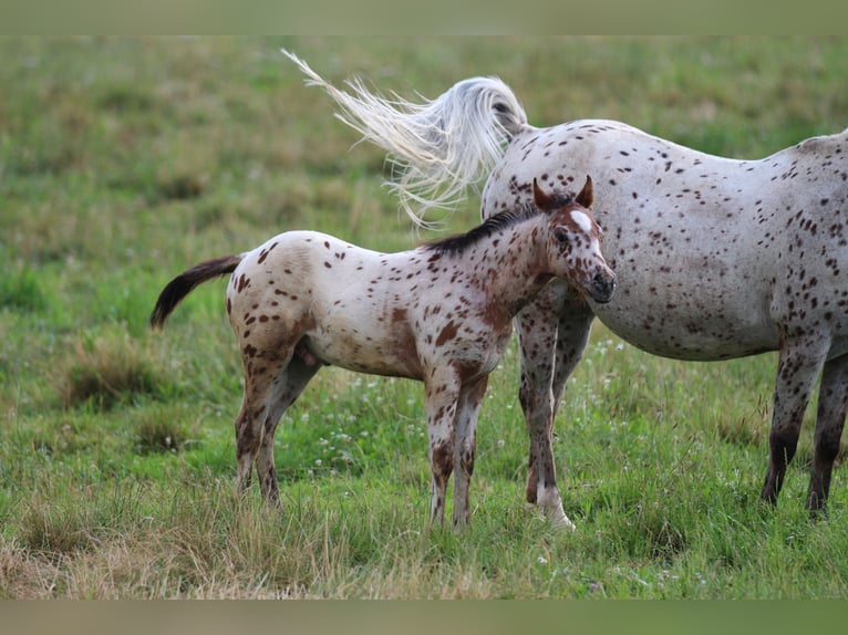 Amerikansk ponny Hingst Föl (04/2024) 130 cm Leopard-Piebald in Waldshut-Tiengen