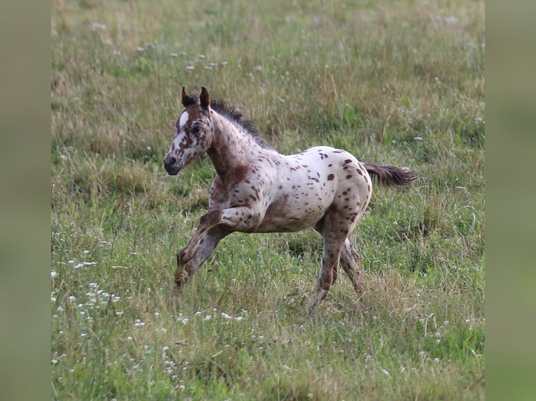 Amerikansk ponny Hingst Föl (04/2024) 130 cm Leopard-Piebald in Waldshut-Tiengen