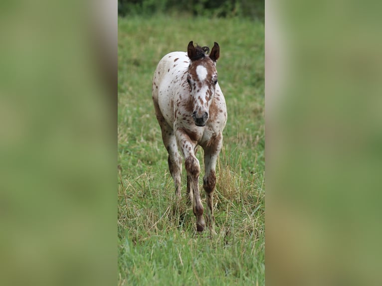 Amerikansk ponny Hingst Föl (04/2024) 130 cm Leopard-Piebald in Waldshut-Tiengen