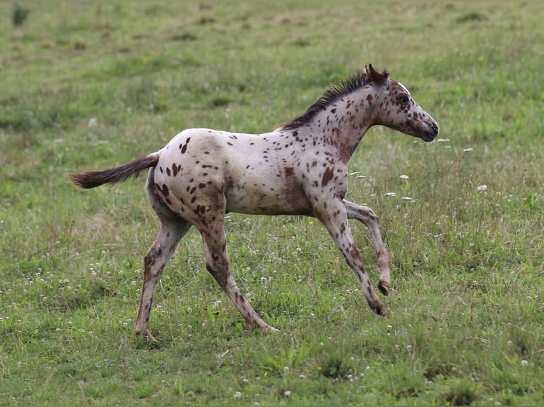 Amerikansk ponny Hingst Föl (04/2024) 130 cm Leopard-Piebald in Waldshut-Tiengen