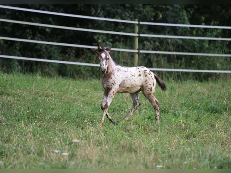 Amerikansk ponny Hingst Föl (04/2024) 130 cm Leopard-Piebald in Waldshut-Tiengen