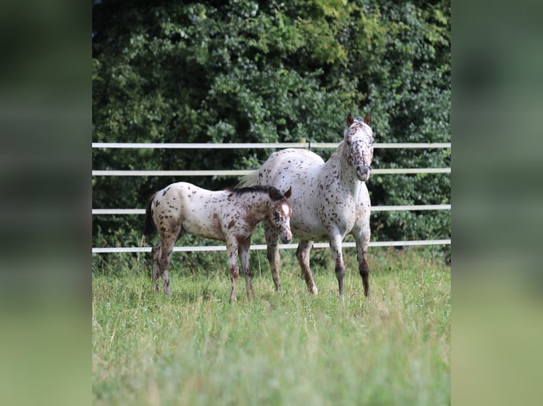 Amerikansk ponny Hingst Föl (04/2024) 130 cm Leopard-Piebald in Waldshut-Tiengen