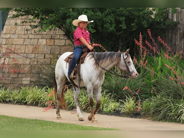 Amerikansk ponny Sto 11 år in Joshua, TX
