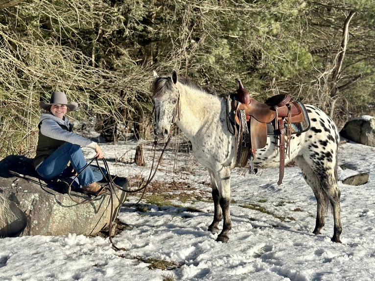 Amerikansk ponny Sto 12 år 135 cm in Granville