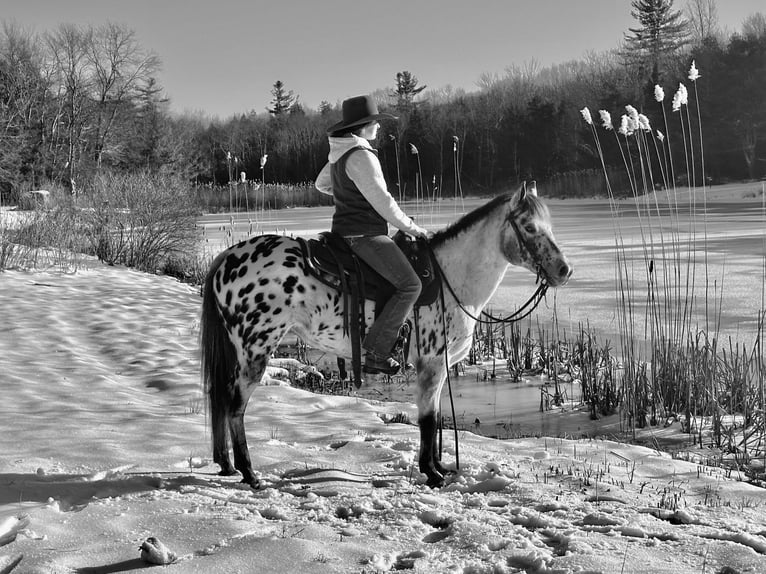 Amerikansk ponny Sto 12 år 135 cm in Granville