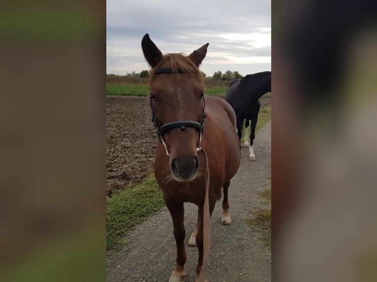 Amerikansk ponny Sto 16 år 132 cm in Vösendorf