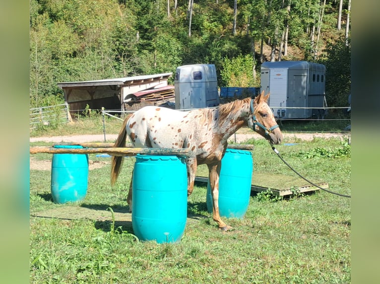 Amerikansk ponny Sto 1 år 140 cm Leopard-Piebald in Bayerbach