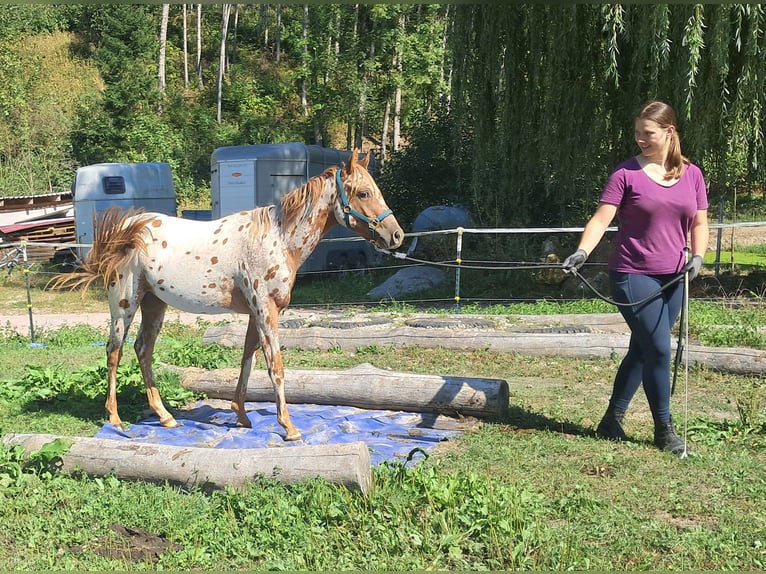 Amerikansk ponny Sto 1 år 140 cm Leopard-Piebald in Bayerbach