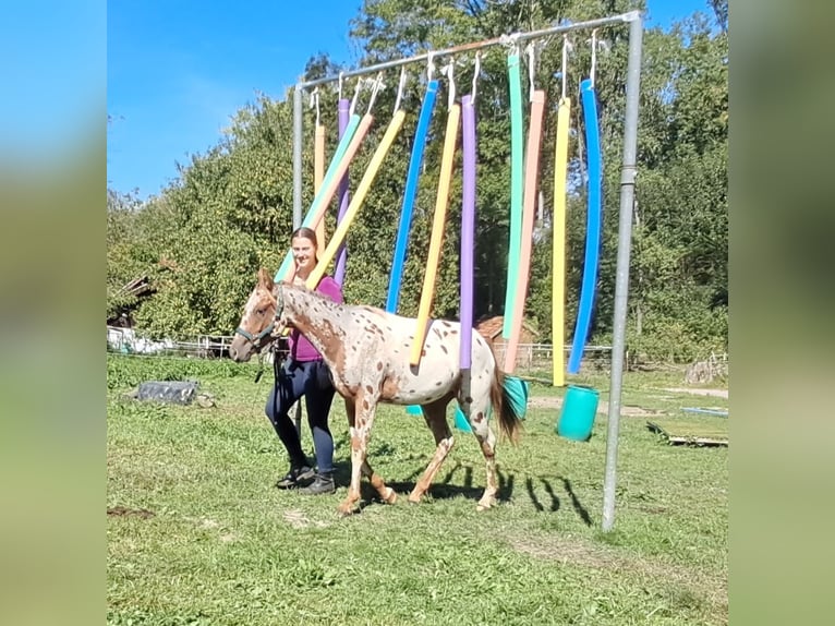 Amerikansk ponny Sto 1 år 140 cm Leopard-Piebald in Bayerbach