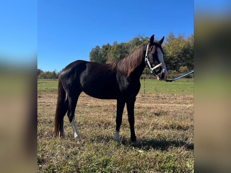 Amerikansk ponny Sto 3 år 132 cm Svart in Albany, KY