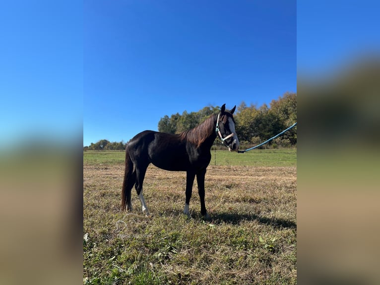 Amerikansk ponny Sto 3 år 132 cm Svart in Albany, KY