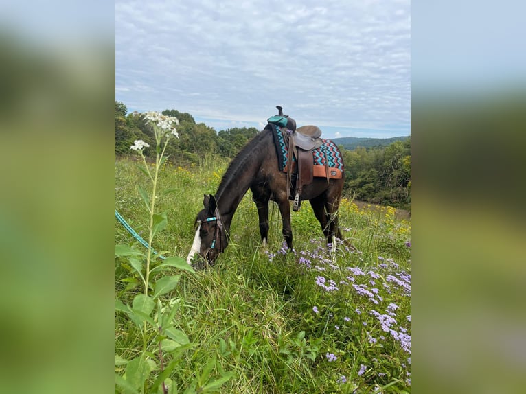 Amerikansk ponny Sto 3 år 132 cm Svart in Albany, KY