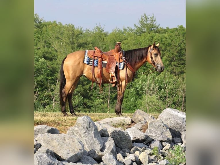 Amerikansk ponny Sto 4 år 137 cm Gulbrun in Allenwood, PA