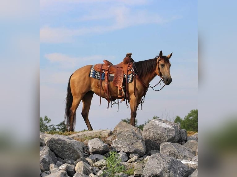 Amerikansk ponny Sto 4 år 137 cm Gulbrun in Allenwood, PA