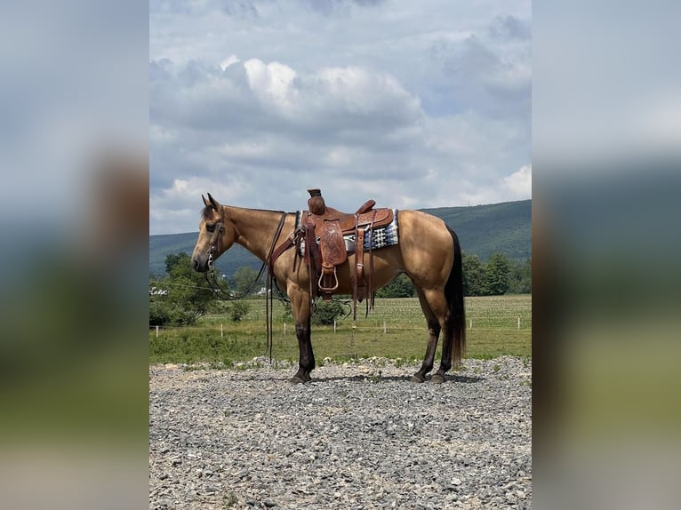 Amerikansk ponny Sto 4 år 137 cm Gulbrun in Allenwood, PA