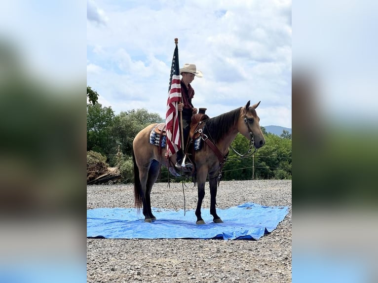 Amerikansk ponny Sto 4 år 137 cm Gulbrun in Allenwood, PA