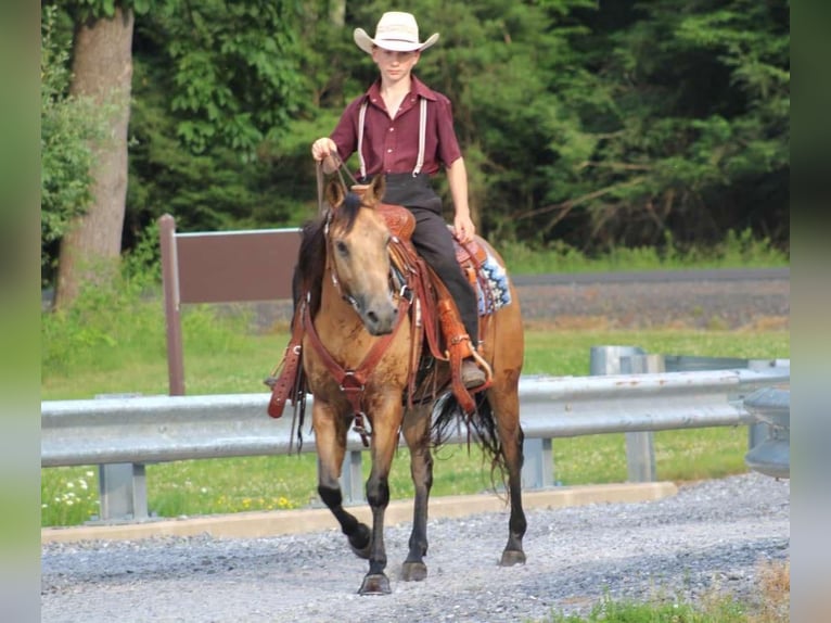 Amerikansk ponny Sto 4 år 137 cm Gulbrun in Allenwood, PA