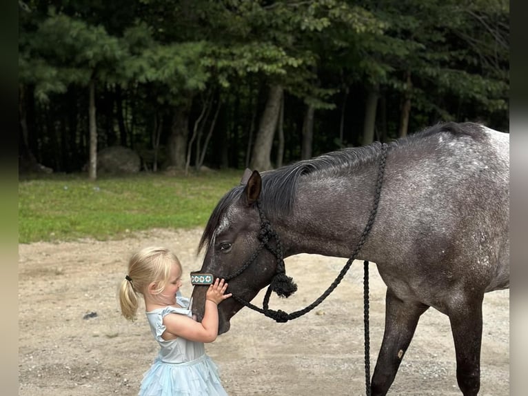 Amerikansk ponny Sto 4 år 140 cm Svart in Granville, MA
