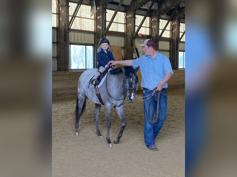 Amerikansk ponny Sto 4 år 140 cm Svart in Granville, MA