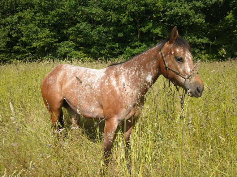 Amerikansk ponny Sto 6 år 135 cm Brun in Weede