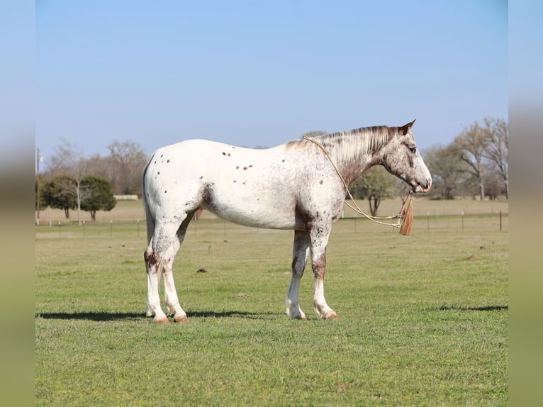Amerikansk ponny Sto 8 år 145 cm Fux in Grand Saline