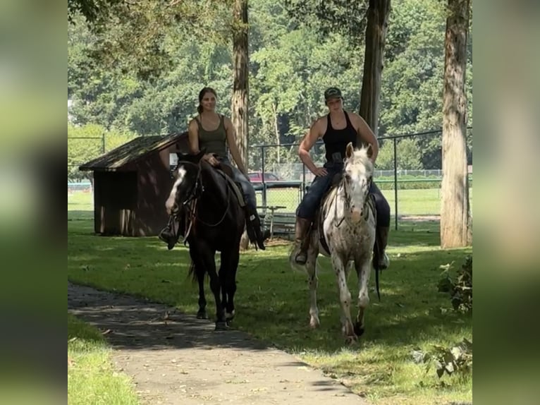 Amerikansk ponny Valack 11 år 147 cm in Granby, CT