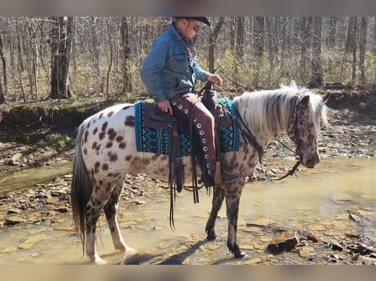 Amerikansk ponny Valack 11 år in Robards, KY